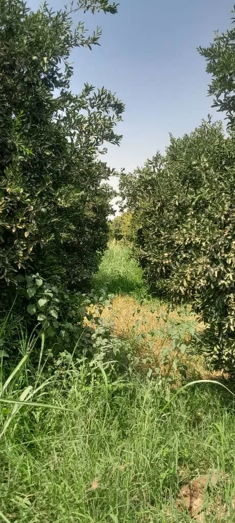 باغچه ۲۴۰۰متری.