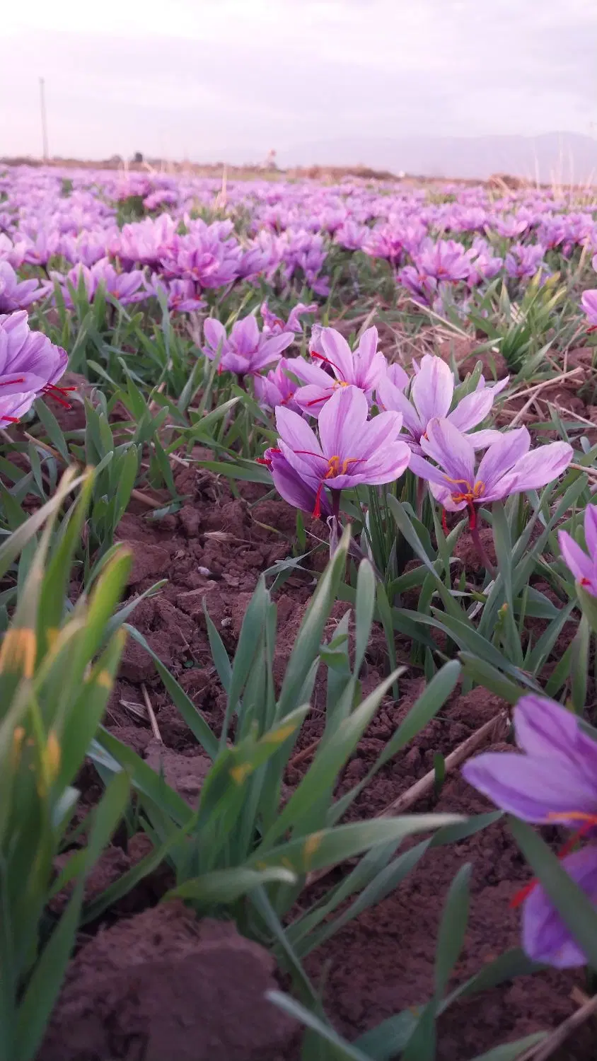 زمین زعفران