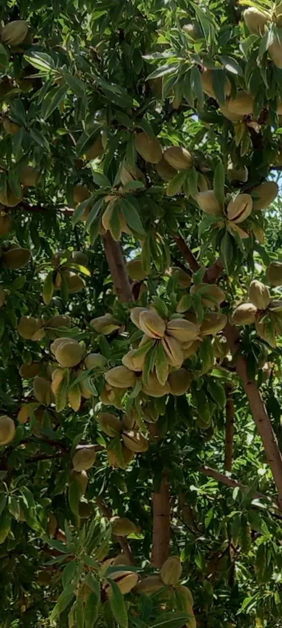 زمین باغی