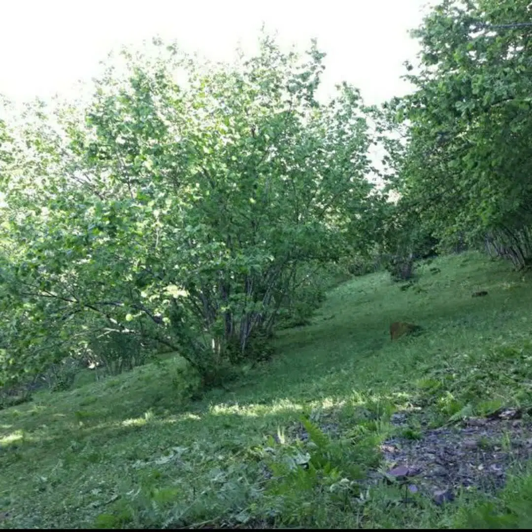 باغ فندوق