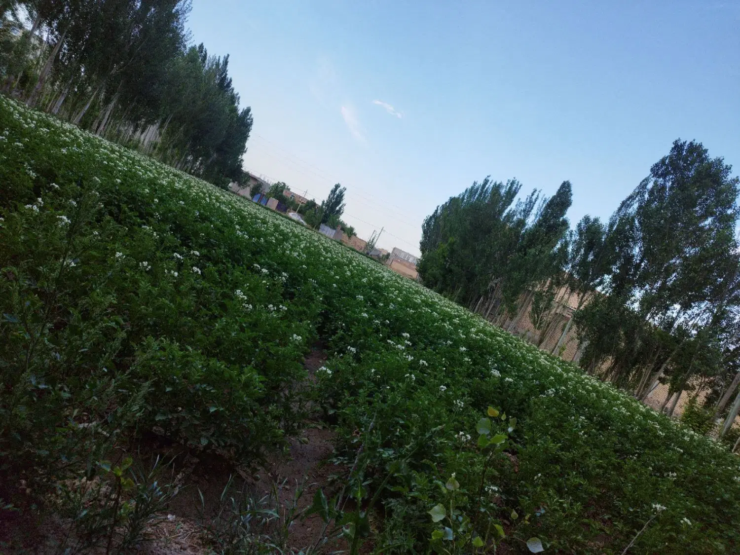 قطعه زمینی شش دانگ دوبحر