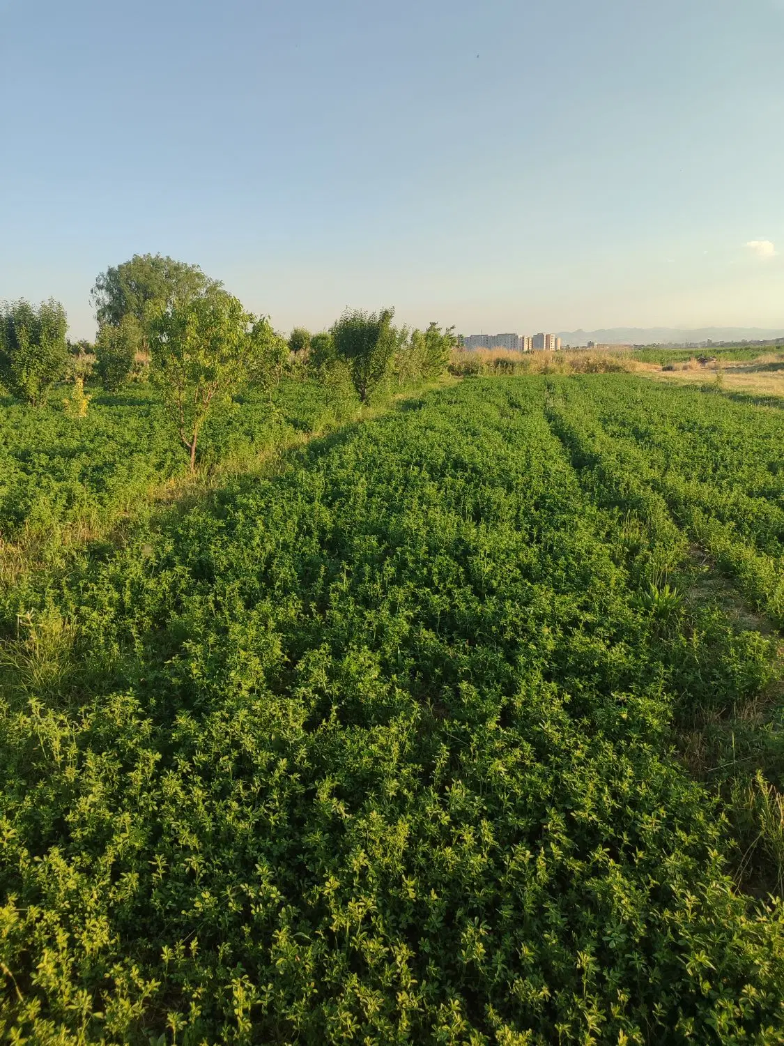 زمین کشاورزی