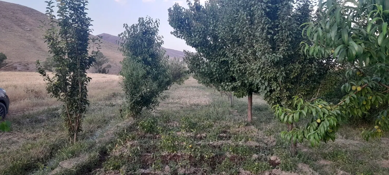 باغ