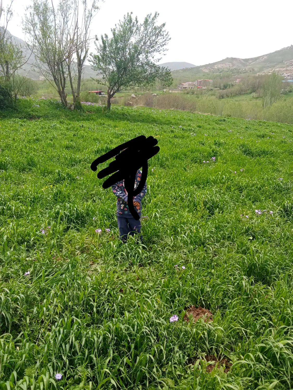 زمین کشاورزی یک ساعت آب و ماشین تا سر زمین