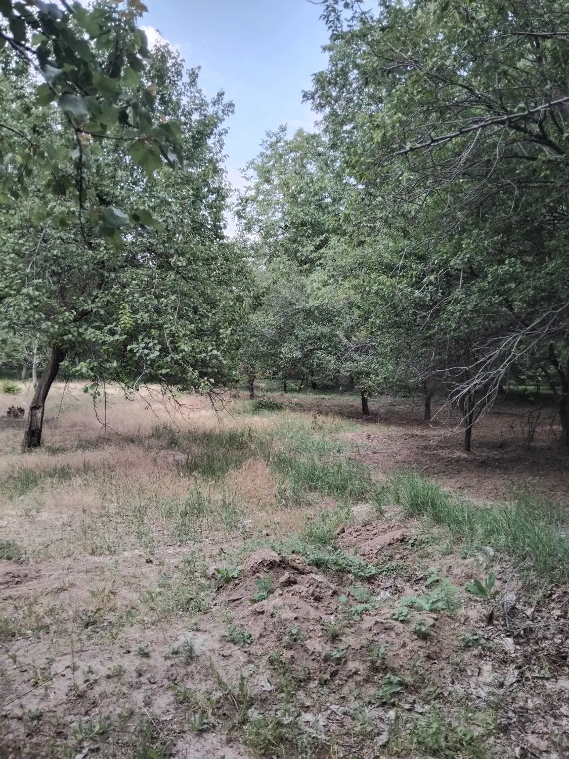 ۳۰ من باغ در آذرشهر