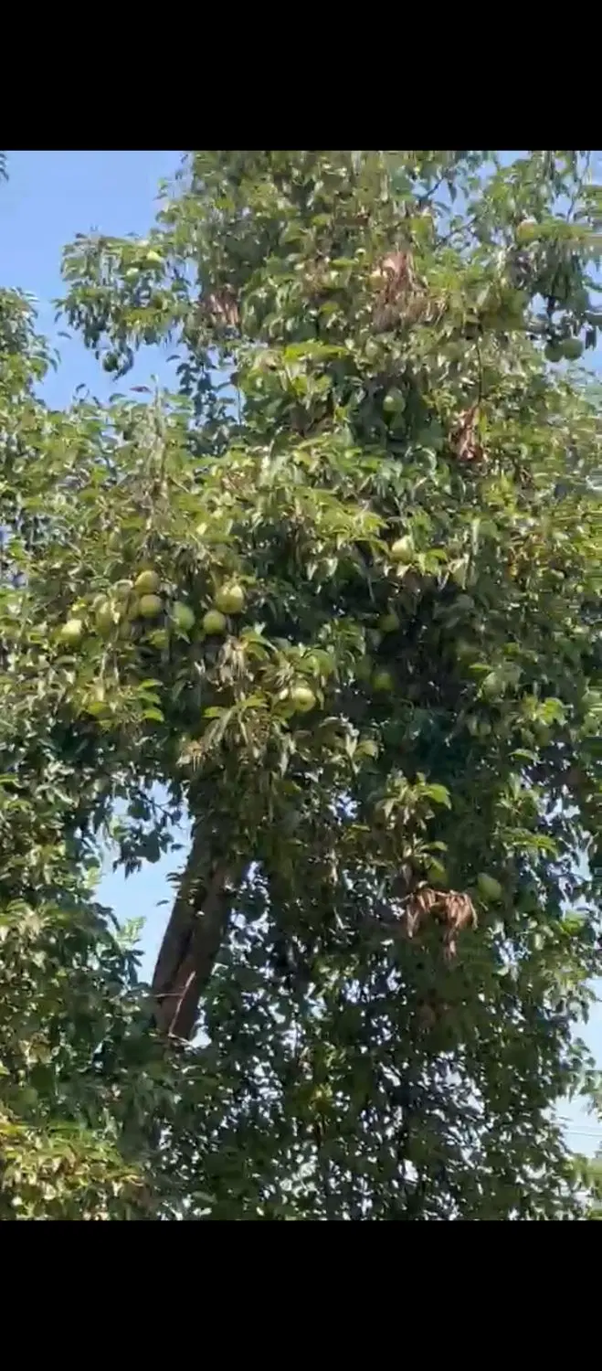 معاوضه باغ در سنقر آباد (چهارباغ) با واحد و ماشین