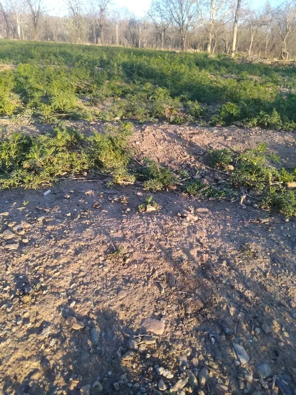 زمین