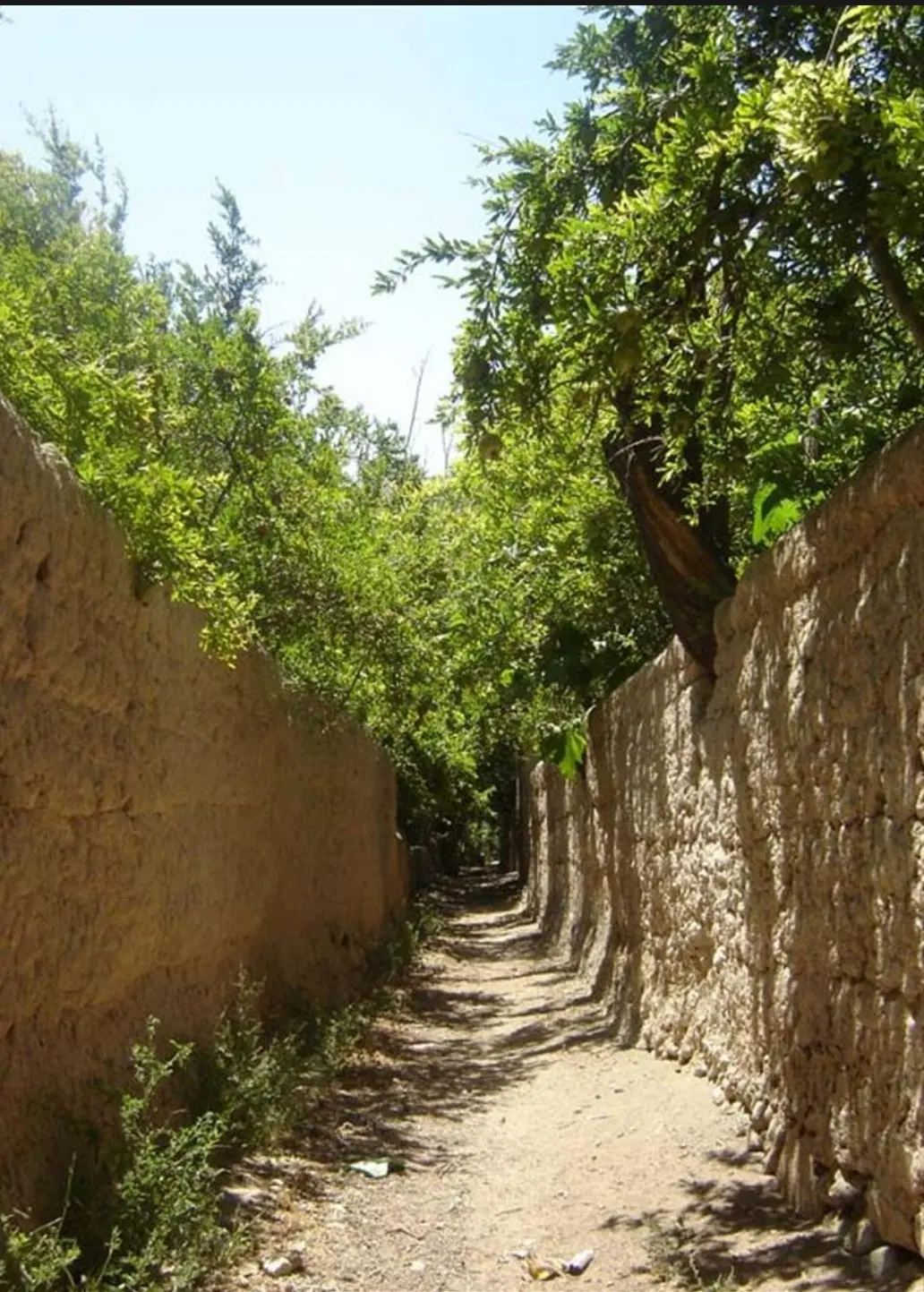 زمین باغ منشاد