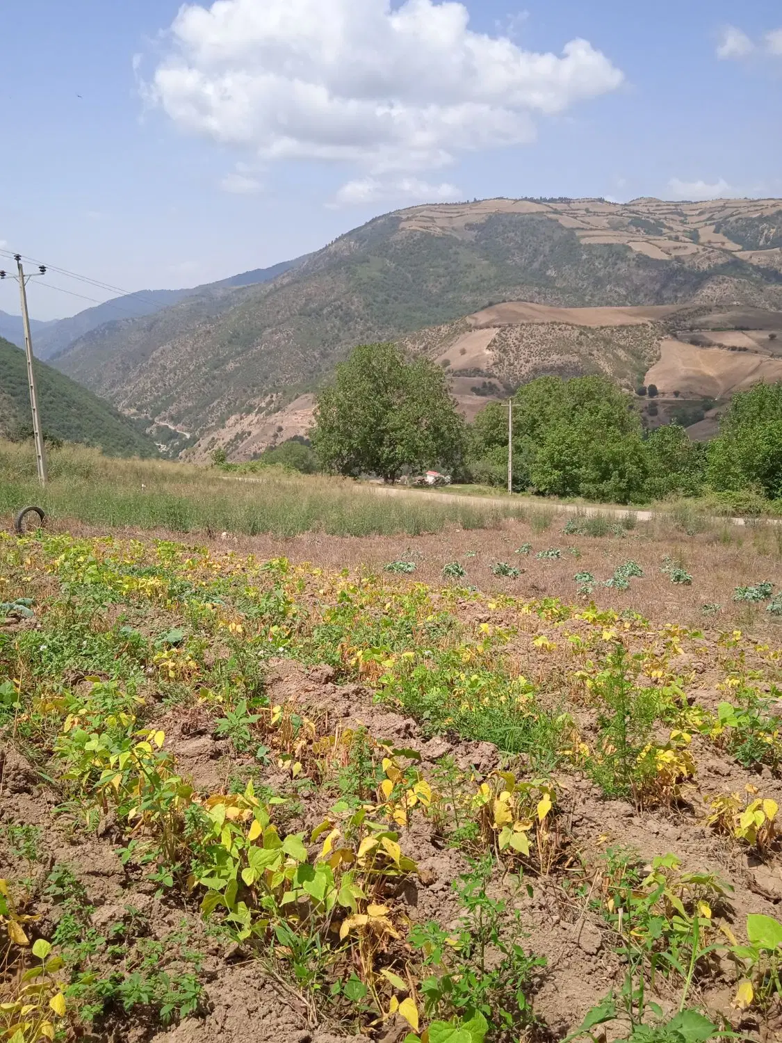 زمین کشاورزی در روستای چمانی وسط