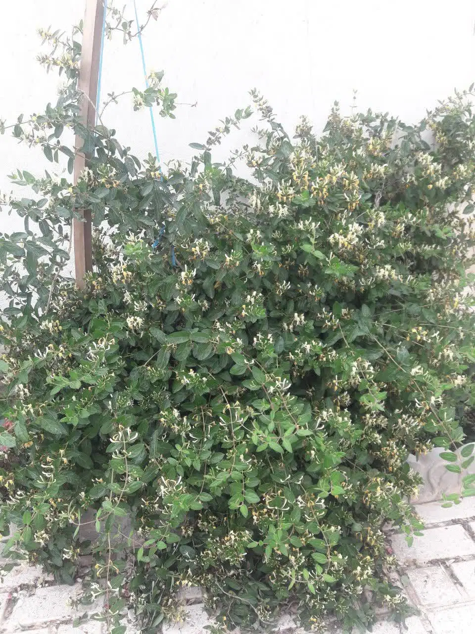 خانه ی ویلایی.صالحیه