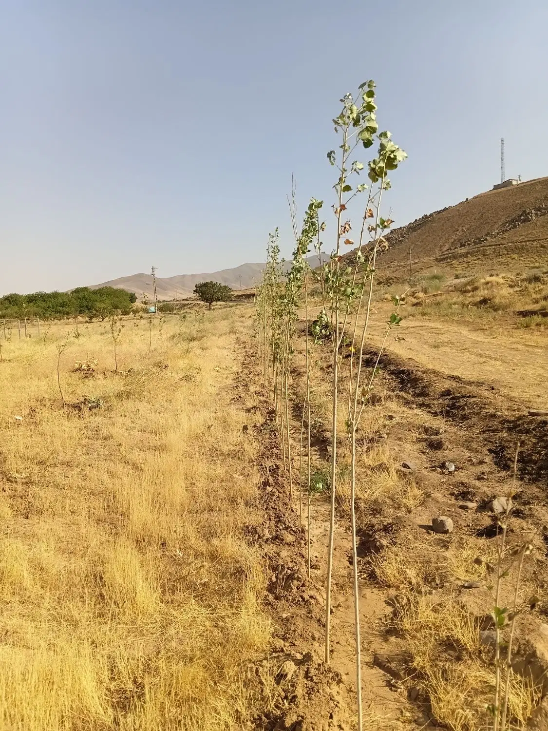 فروش و معاوضه باغ