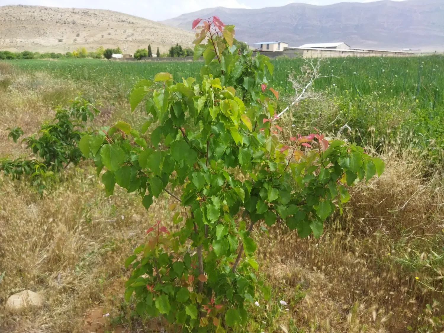 باغ،یا زمین باغی ۱۴۰۰متر بیضا حسین اباد سراب
