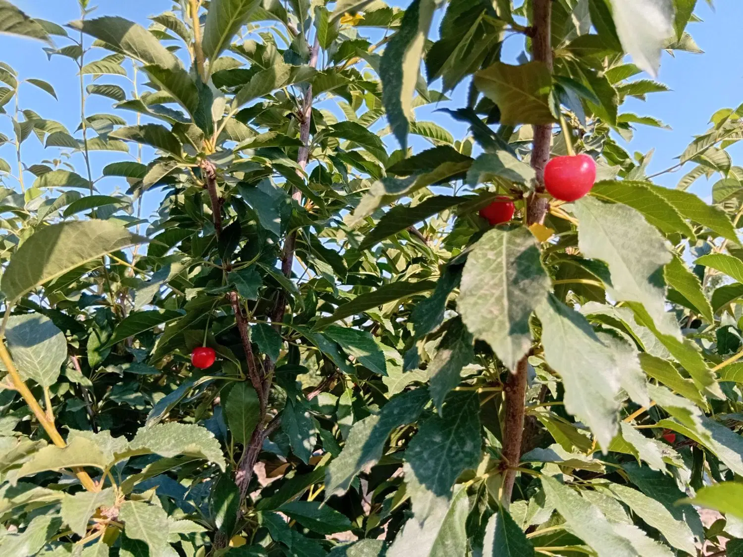 فروش باغچه