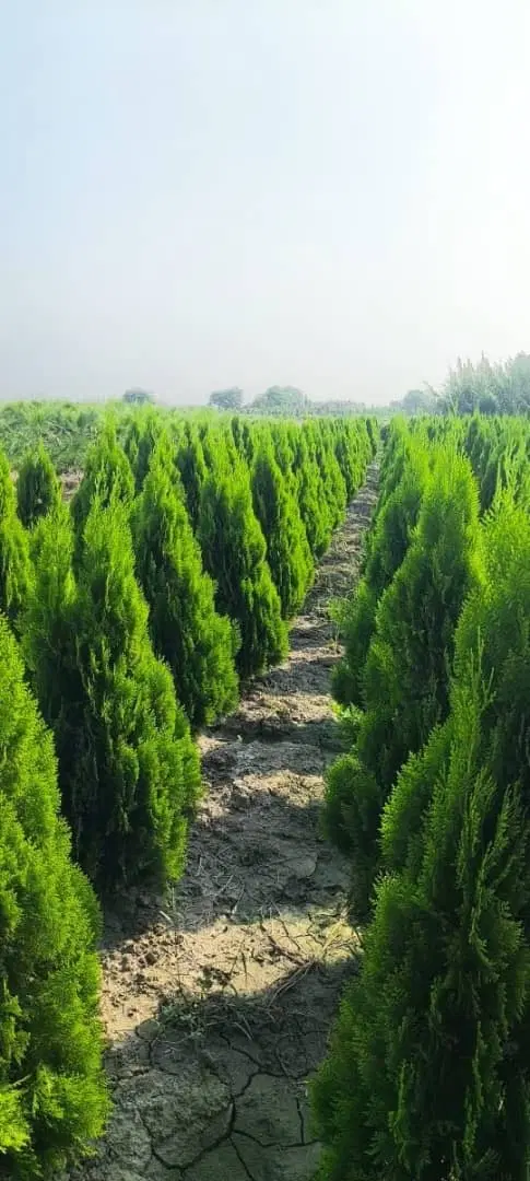 زمین کشاورزی