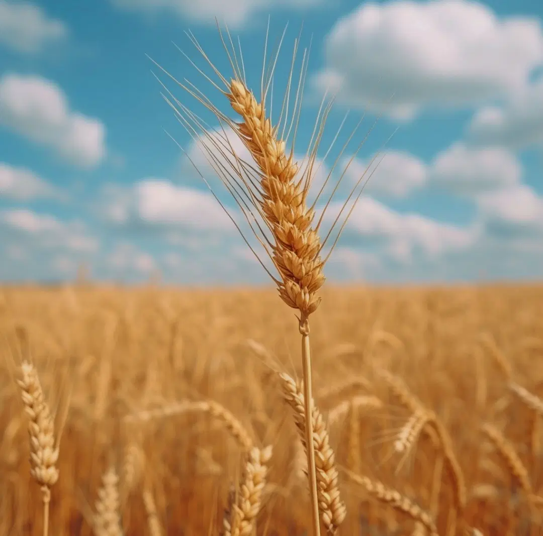 اجاره زمین کشاورزی ابتدای جاده گرگان کردکوی