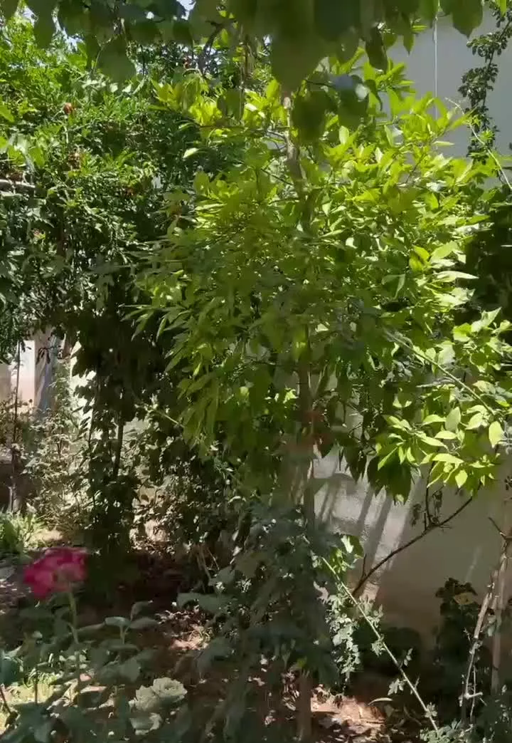 باغ ویلایی فین کاشان