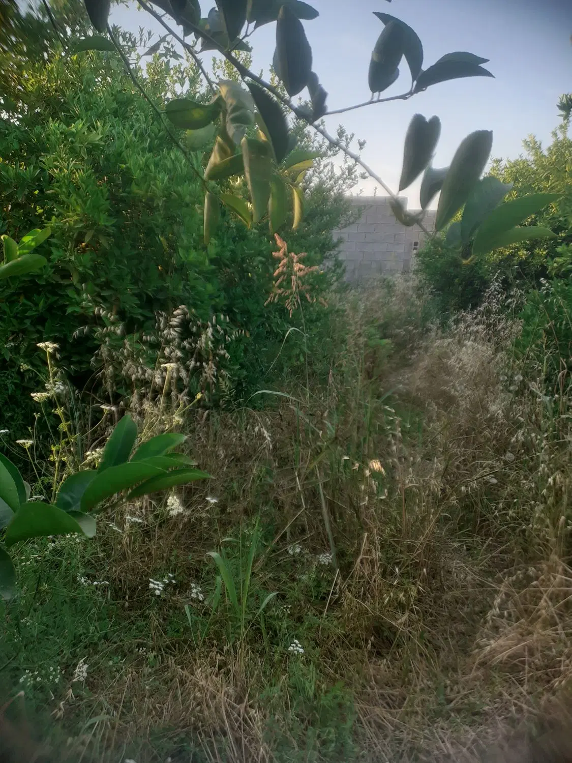 باغچه ۵۰۰متری