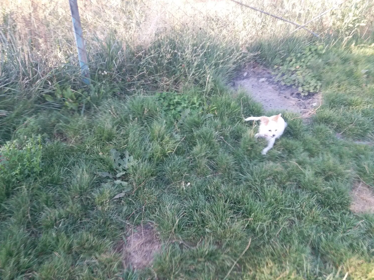 زمین زراعی از زمین های روستای تازه قلعه