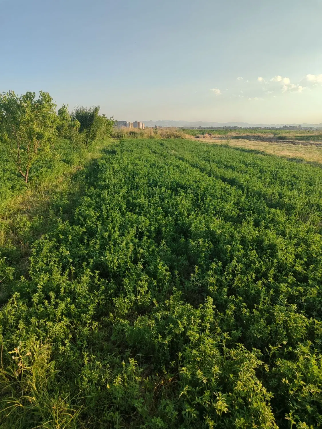 زمین زراعی
