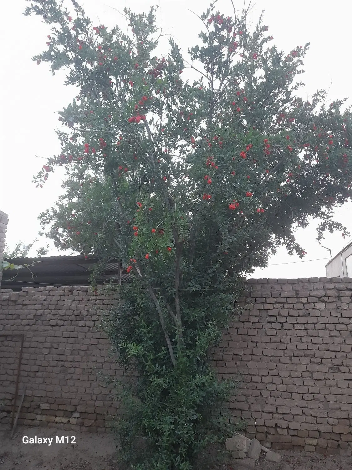 زمین ۷۵ متری