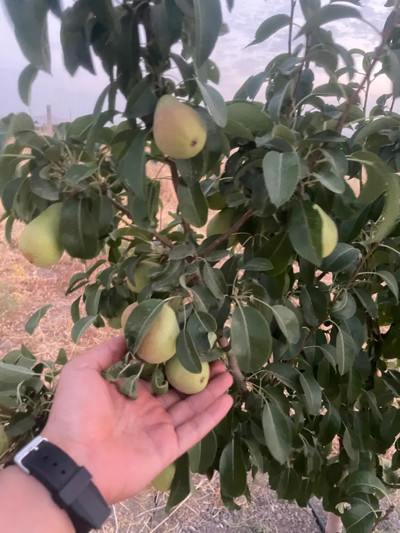 باغ