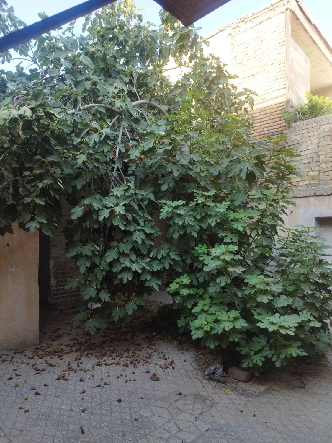 خانه کلنگی