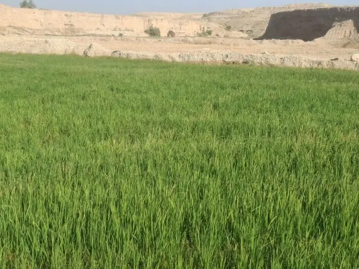 فروش زمین برنجکاری خیرآباد