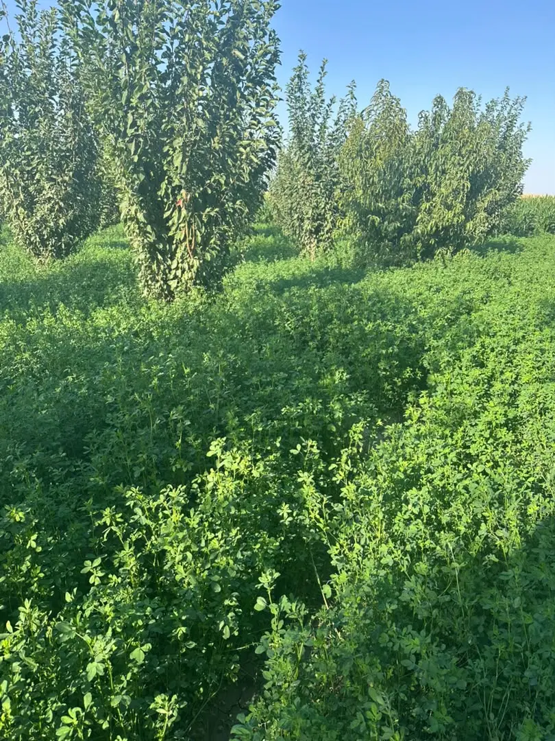 فروش باغچه ۵۰۰ متری در سعیدلو