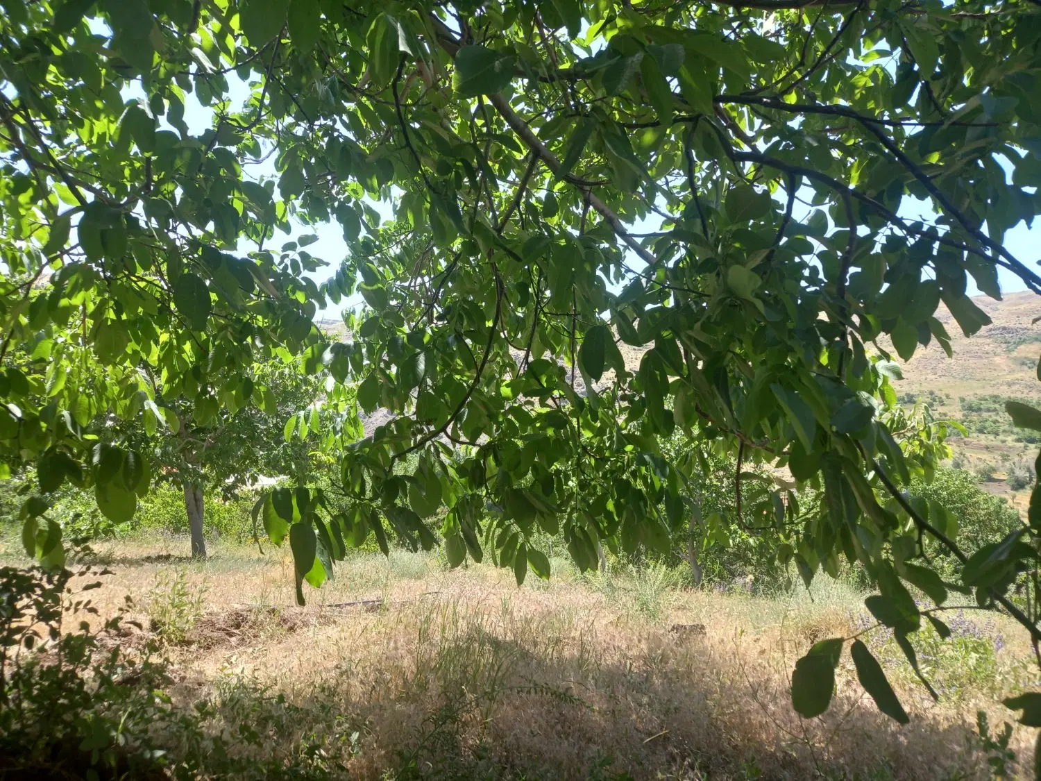 باغ گردو و گیلاس ۵۰۰متری در ککجین