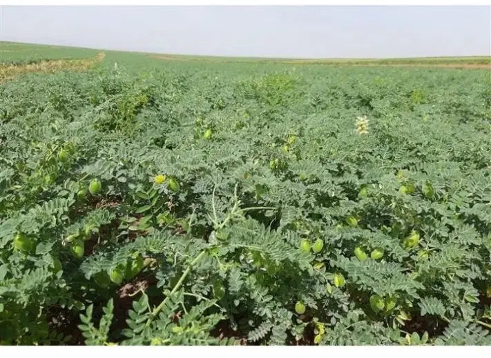 فروش ۲هکتار زمین کشاورزی