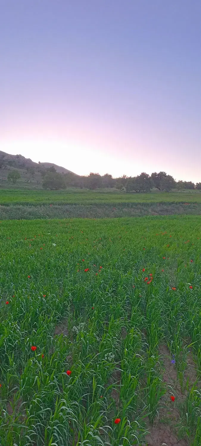 باغ زمین 280 متری روستای اردمین