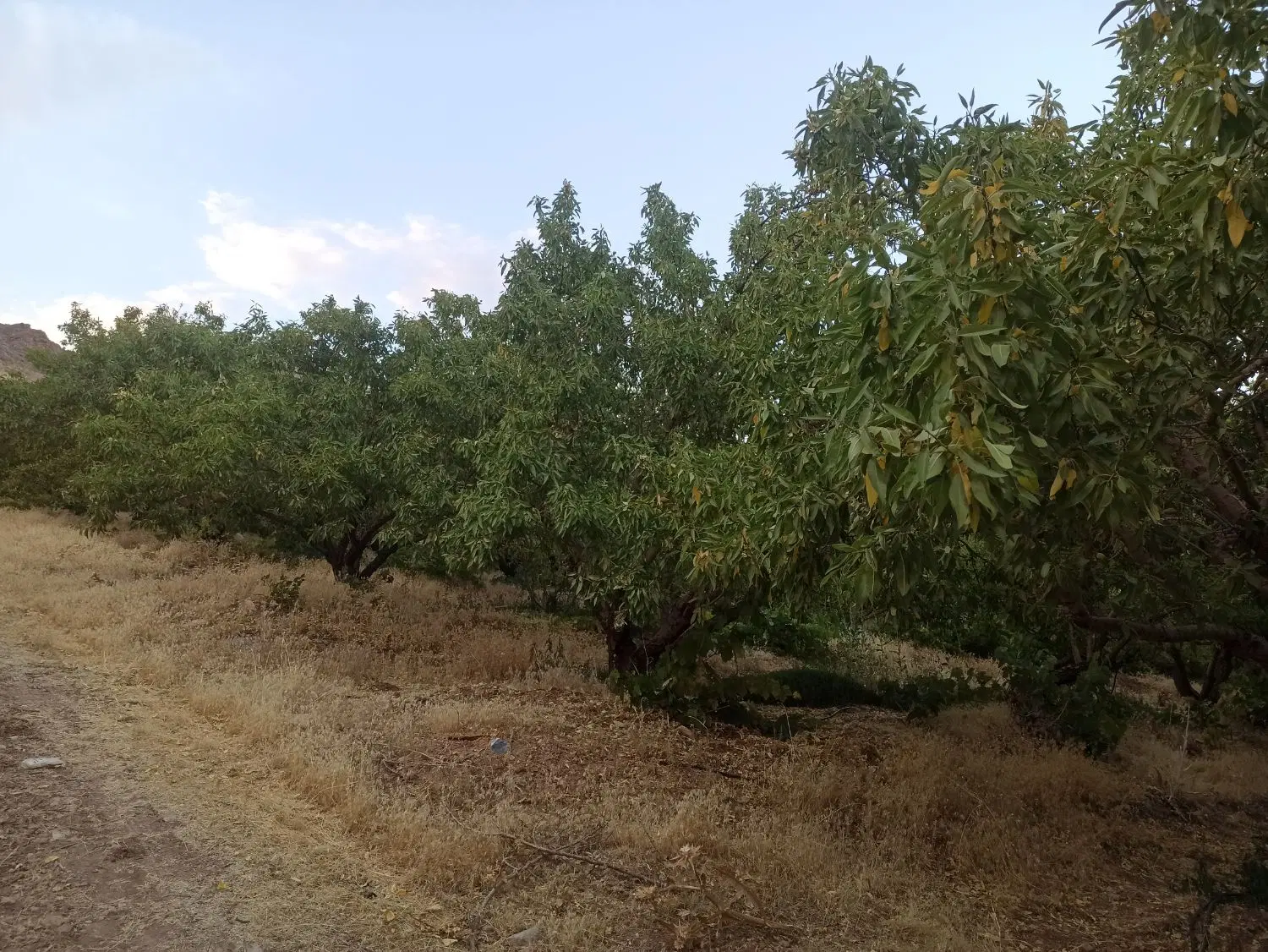 زمین 2000متری طرح عمان