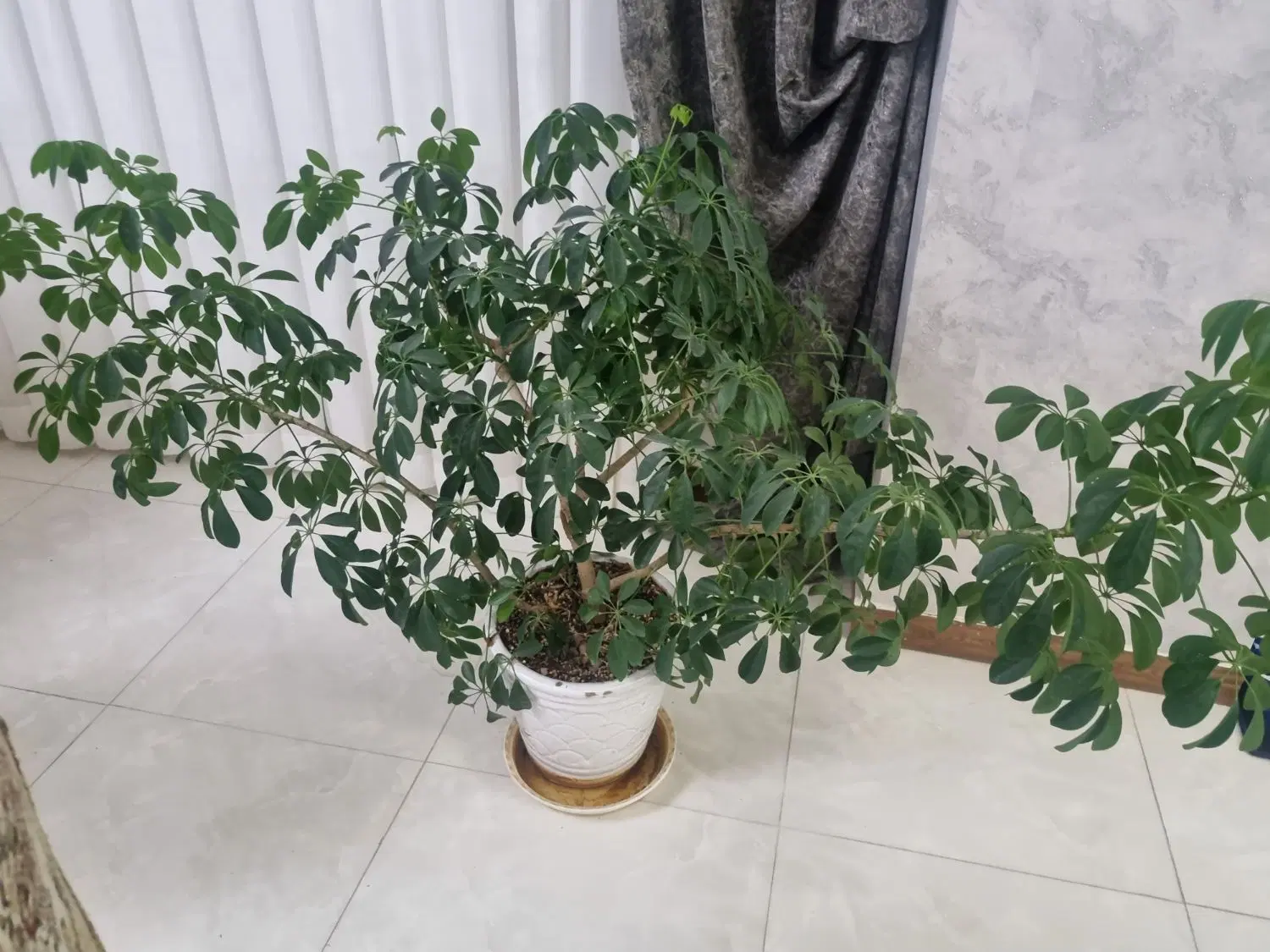 اجاره بلوار جانبازان