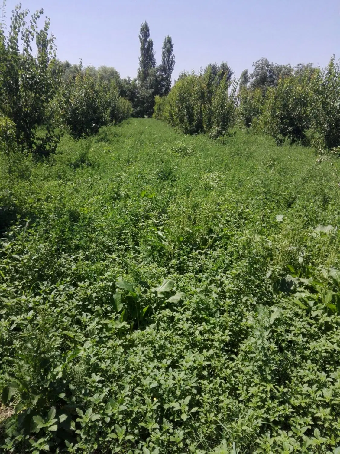 ویلا باغ
