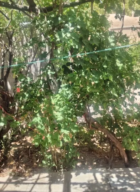 خانه تجاری مسکونی جوپار