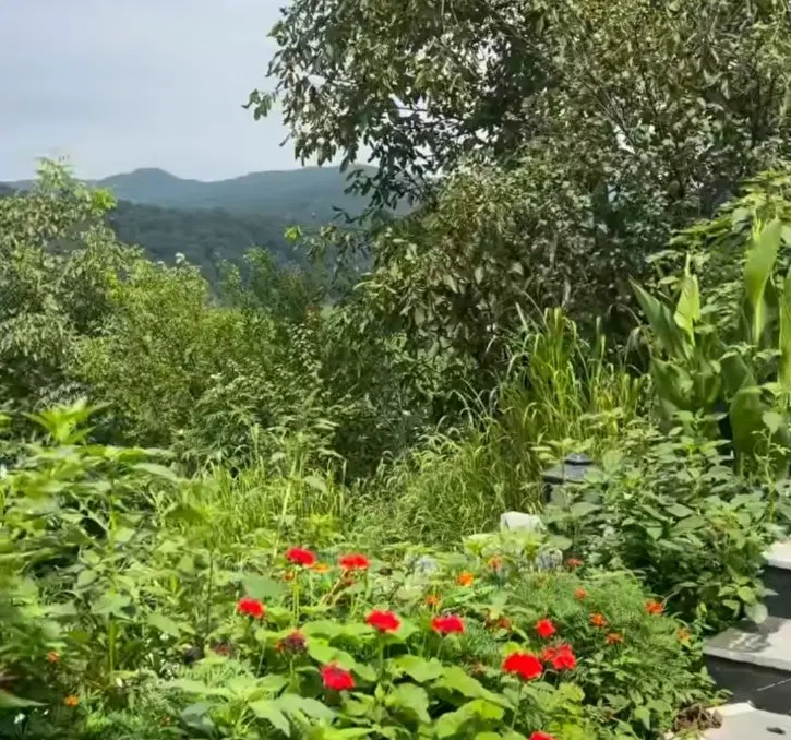 زمین مسکونی
