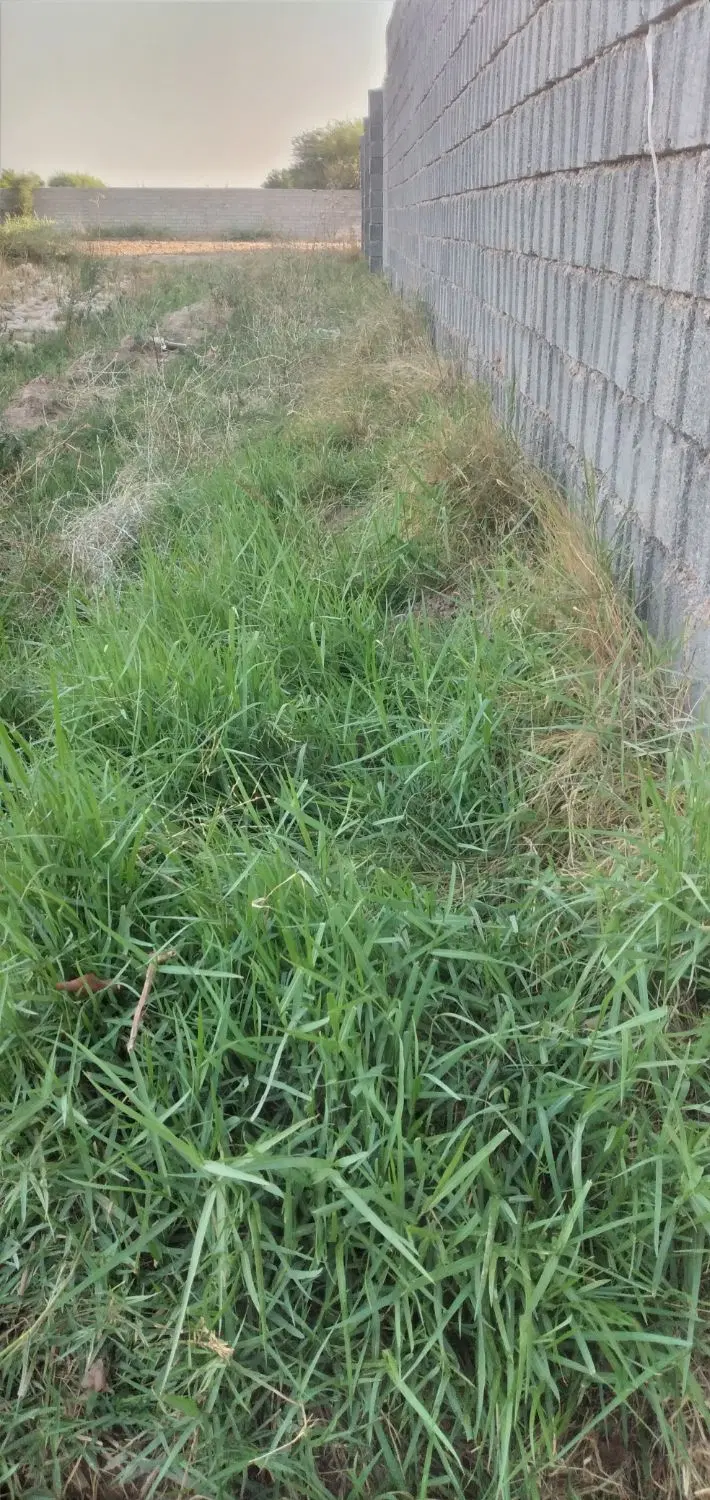 ۹۰۰متر زمین سنجر قلعه طوق