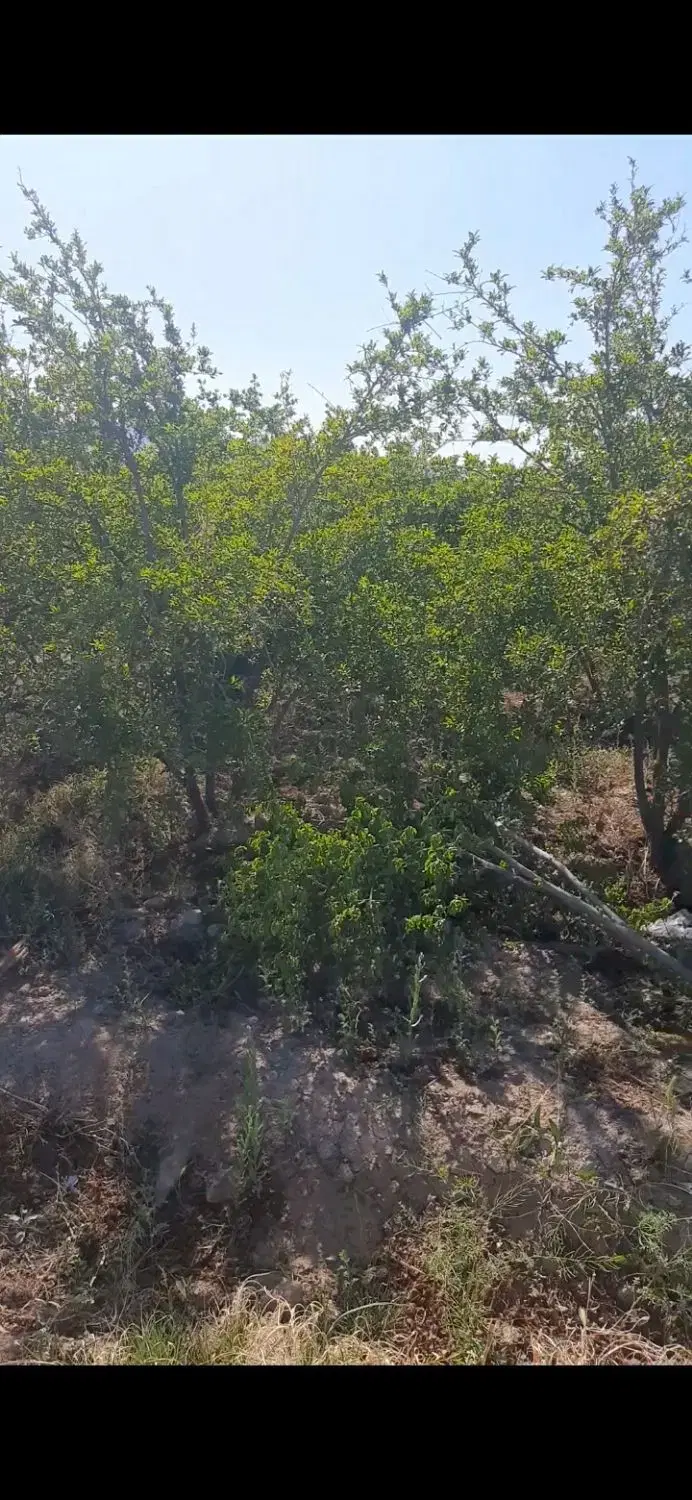 باغچه انار ۵۰۰ متری