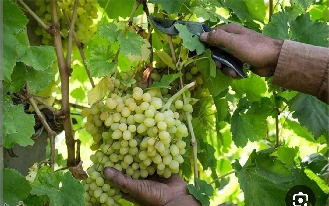فروش باغ انگور