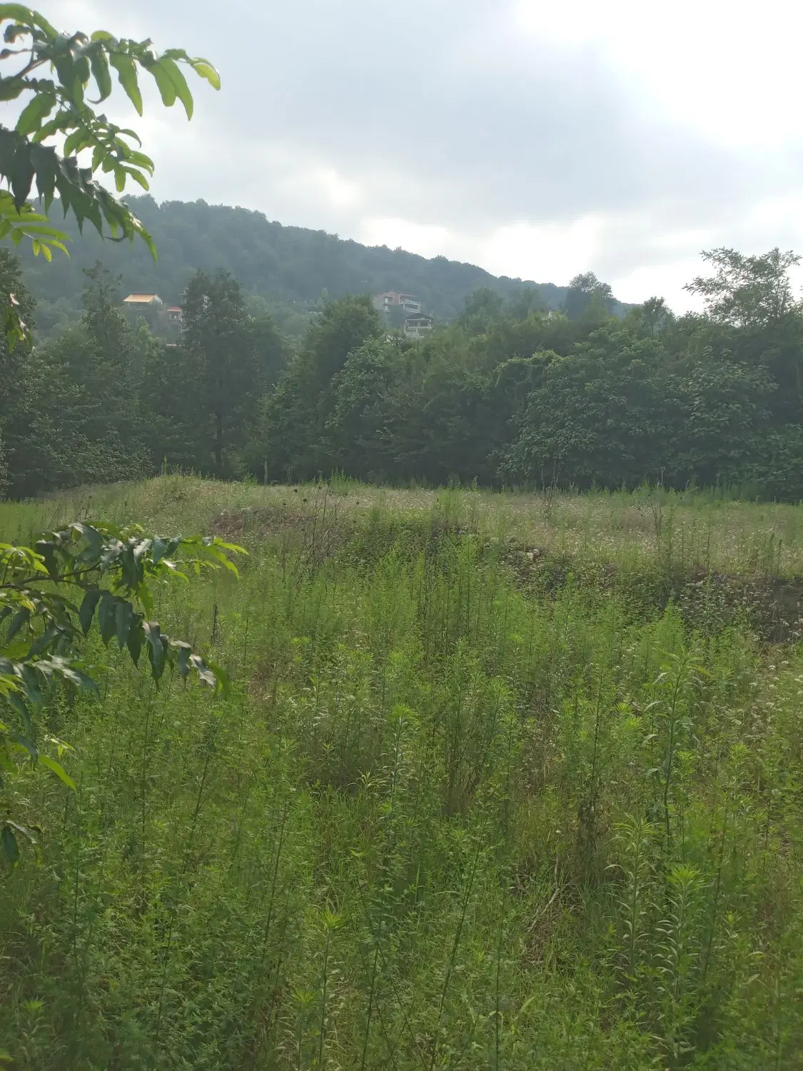 زمین کشاورزی