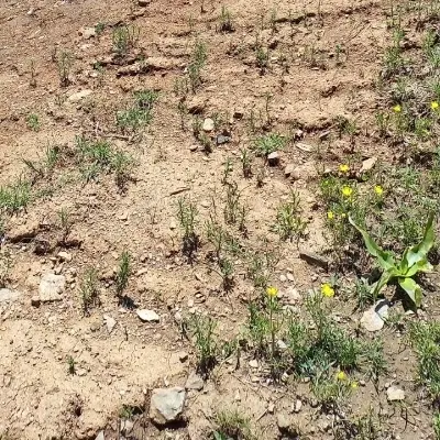 زمین کلنگی