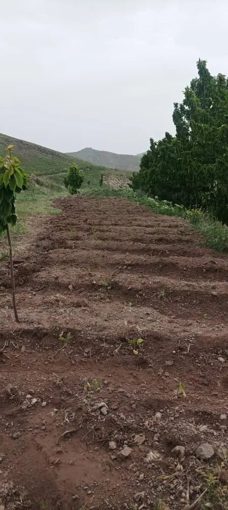 باغ شخصی 3هکتاری