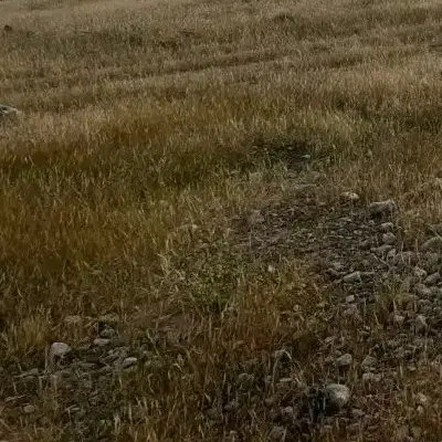 زمین باغی طرح آزادگان چهاربیشه