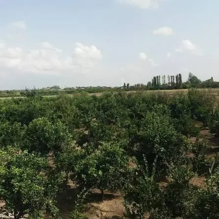 ۱۰۰۰ متر زمین باغی