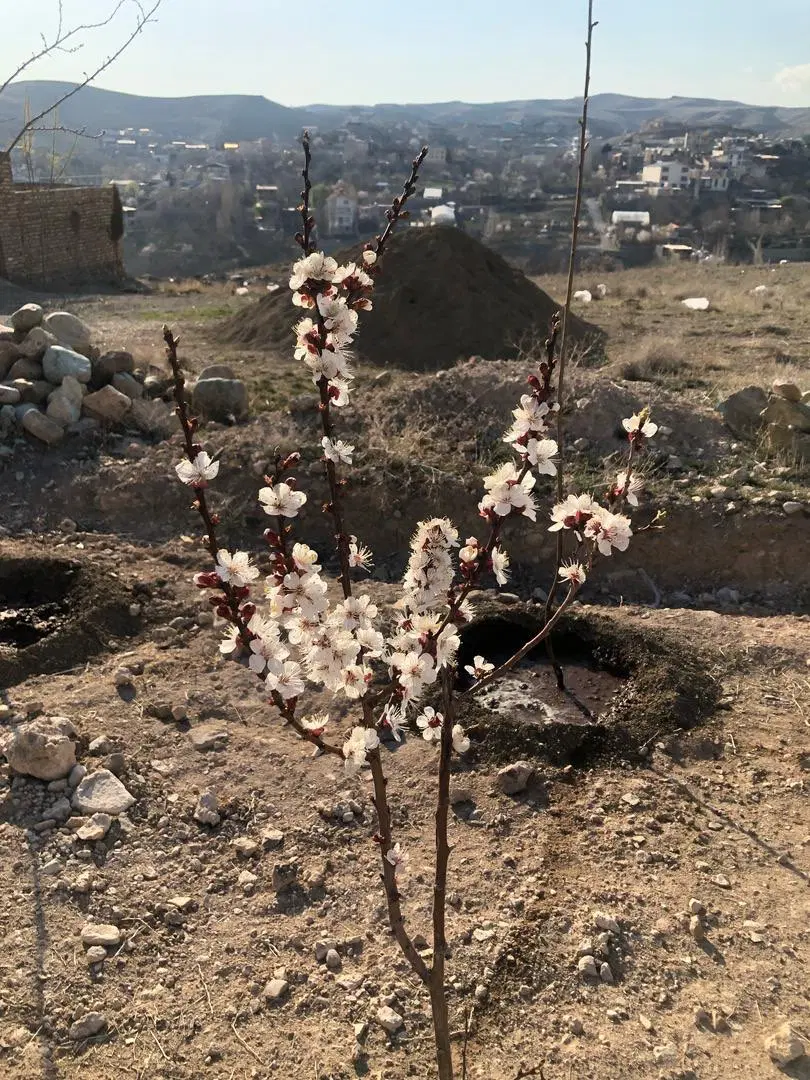 زمین ۲۵۰ متری گلخندان جدید
