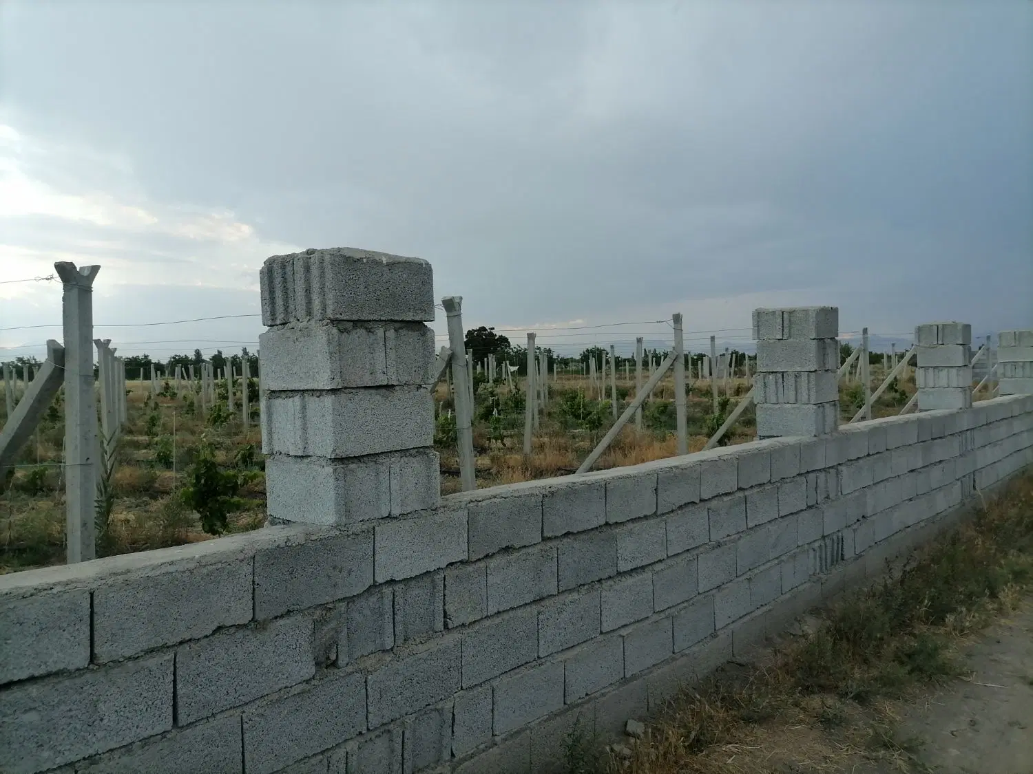 باغ ایستاده انگور( 1200متر)