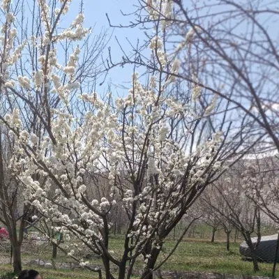 فروش باغ و زمین کشاورزی در قزل داغ عجم