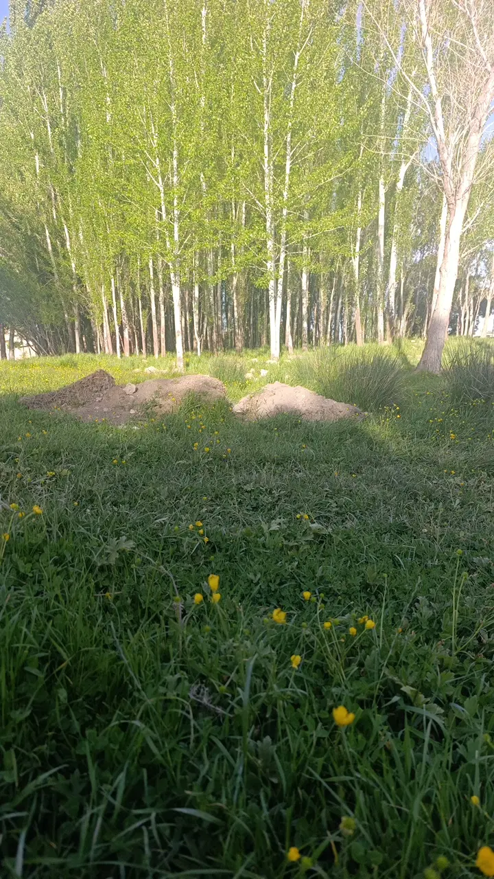 زمین باغ شهری در کودیان