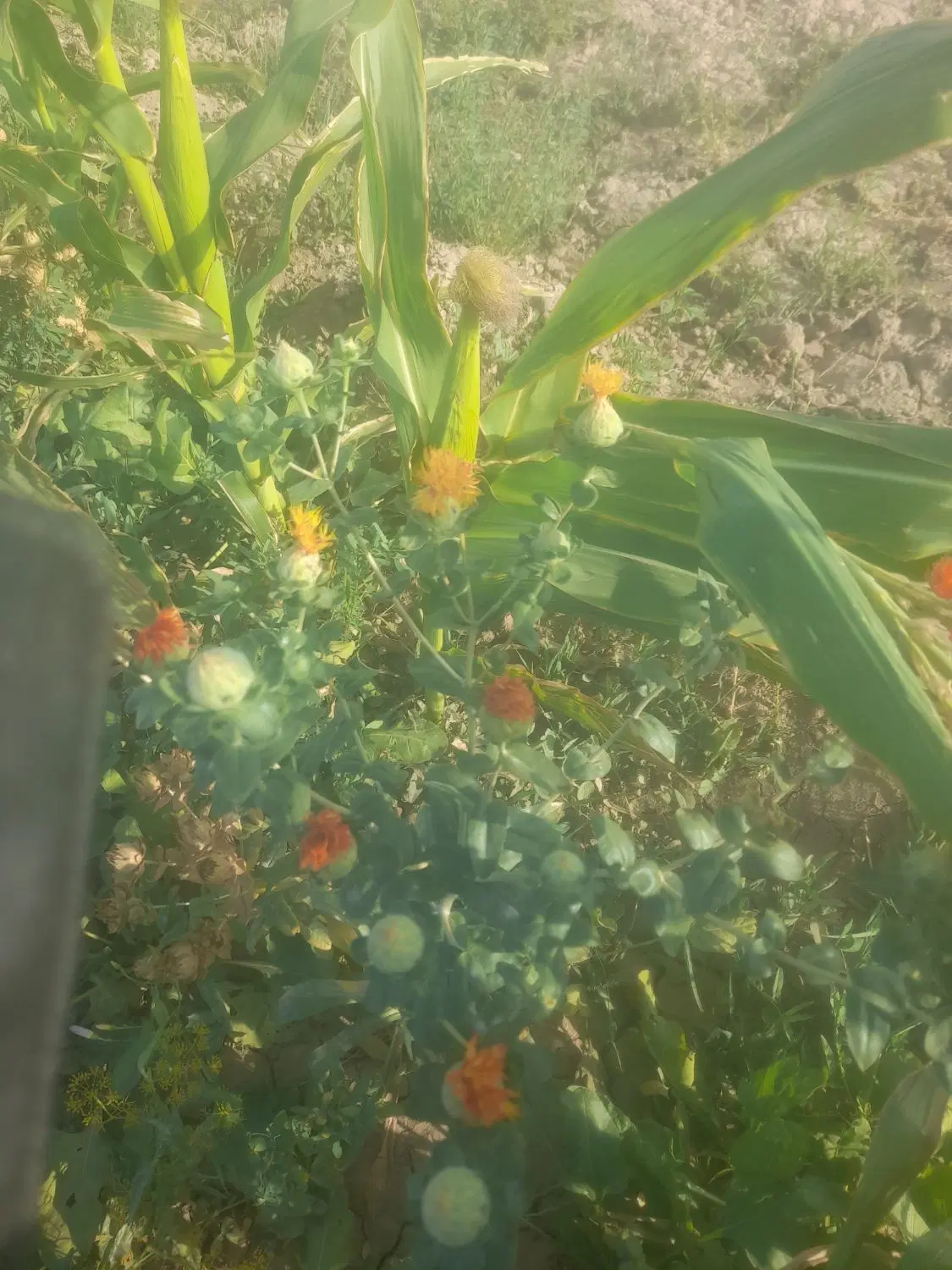 یک دانگ اب زمین کشاورزی راین