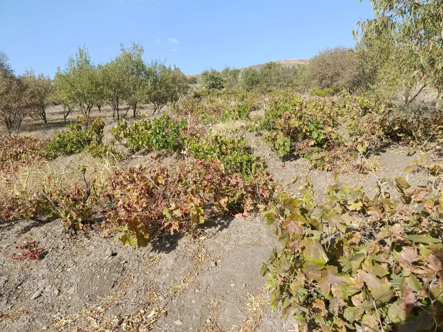 باغ و زمین